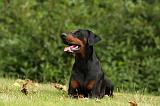 DOBERMANN 1222